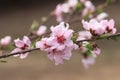 PeachÃ¯Â¼ËPrunus persicaÃ¯Â¼â°